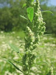 Attēlu rezultāti vaicājumam “Chenopodium album flower”