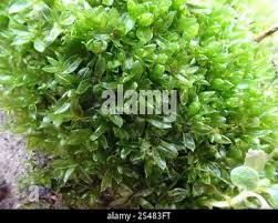 Attēlu rezultāti vaicājumam “Syntrichia latifolia”