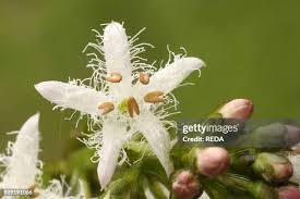 Attēlu rezultāti vaicājumam “Menyanthes trifoliata bud”