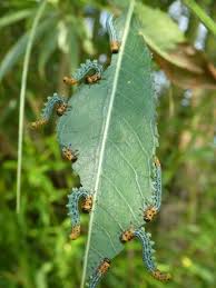 Attēlu rezultāti vaicājumam “Nematus salicis”