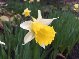 Attēlu rezultāti vaicājumam “Narcissus”