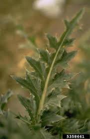 Attēlu rezultāti vaicājumam “Cirsium vulgare leaf”