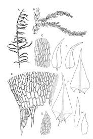 Attēlu rezultāti vaicājumam “Cratoneuron filicinum”