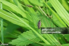 Attēlu rezultāti vaicājumam “Ectobius sylvestris female”