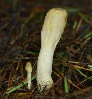 Attēlu rezultāti vaicājumam “Podostroma leucopus”