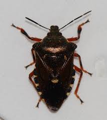 Attēlu rezultāti vaicājumam “Pinthaeus sanguinipes”