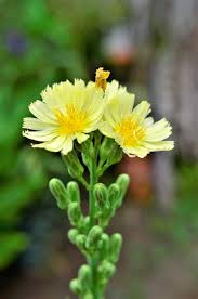 Attēlu rezultāti vaicājumam “Lactuca sativa flower”