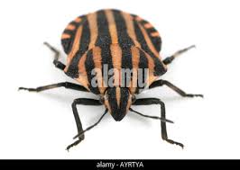 Attēlu rezultāti vaicājumam “Graphosoma lineatum imago”