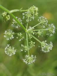 Attēlu rezultāti vaicājumam “Angelica palustris”