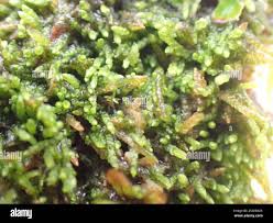 Attēlu rezultāti vaicājumam “Myurella julacea”