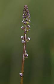 Attēlu rezultāti vaicājumam “Triglochin palustre fruit”
