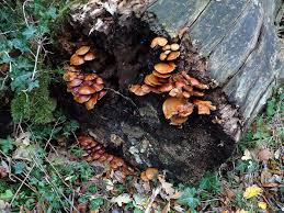 Attēlu rezultāti vaicājumam “Didymium xanthopus spores”