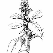 Attēlu rezultāti vaicājumam “Amaranthus retroflexus flower”