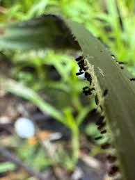 Attēlu rezultāti vaicājumam “Lamproderma violaceum spores”