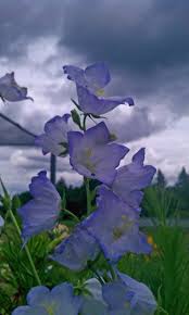 Image result for Campanula affinis