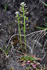 Attēlu rezultāti vaicājumam “Teesdalia nudicaulis”