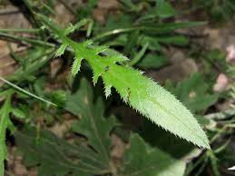 Attēlu rezultāti vaicājumam “Serratula tinctoria”