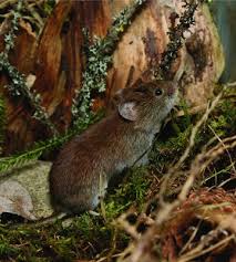 Attēlu rezultāti vaicājumam “Myodes glareolus”