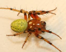 Attēlu rezultāti vaicājumam “Araniella male”