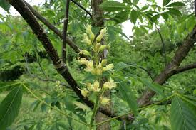 Attēlu rezultāti vaicājumam “Aesculus flava flower”