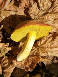 Attēlu rezultāti vaicājumam “Xerocomus rubellus”