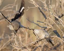 Attēlu rezultāti vaicājumam “Lanius excubitor”