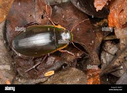 Attēlu rezultāti vaicājumam “Dytiscus dimidiatus”