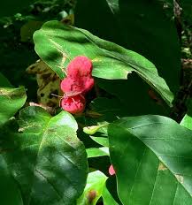 Attēlu rezultāti vaicājumam “Magnolia acuminata fruit”