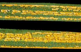 Attēlu rezultāti vaicājumam “Puccinia agrostidis”