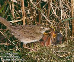 Image result for Locustella naevia