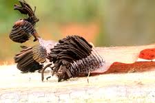 Attēlu rezultāti vaicājumam “Stemonitis fusca young”