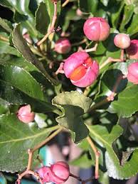 Attēlu rezultāti vaicājumam “Euonymus fruit”