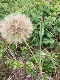 Attēlu rezultāti vaicājumam “Microbotryum tragopogonis - pratensis”