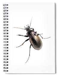 Attēlu rezultāti vaicājumam “Carabus nemoralis”
