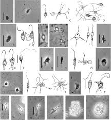 Attēlu rezultāti vaicājumam “Symphytocarpus impexus plasmodium”