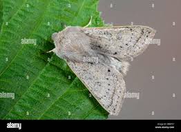 Attēlu rezultāti vaicājumam “Orthosia gracilis”