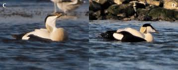 Attēlu rezultāti vaicājumam “Somateria mollissima male”