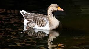 Attēlu rezultāti vaicājumam “Anser anser”