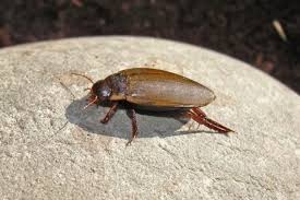 Attēlu rezultāti vaicājumam “Colymbetes striatus”