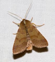 Attēlu rezultāti vaicājumam “Agrochola helvola imago”