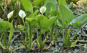 Attēlu rezultāti vaicājumam “Calla palustris”