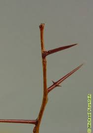 Attēlu rezultāti vaicājumam “Gleditsia triacanthos bud”