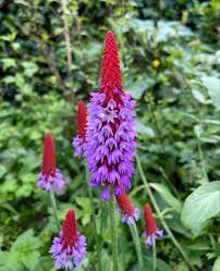 Attēlu rezultāti vaicājumam “Primulaceae”