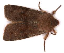 Attēlu rezultāti vaicājumam “Orthosia incerta”