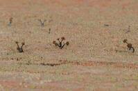 Attēlu rezultāti vaicājumam “Chaenotheca brunneola”