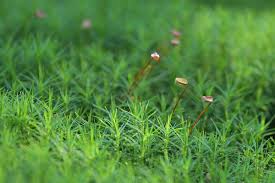 Attēlu rezultāti vaicājumam “Polytrichum formosum”
