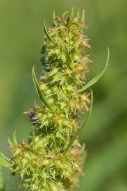 Attēlu rezultāti vaicājumam “Rumex maritimus”