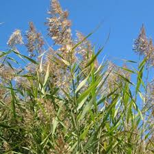 Attēlu rezultāti vaicājumam “Phragmites communis fruit”