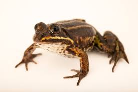 Attēlu rezultāti vaicājumam “Pelophylax”