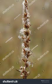 Attēlu rezultāti vaicājumam “Gnaphalium sylvaticum flower”